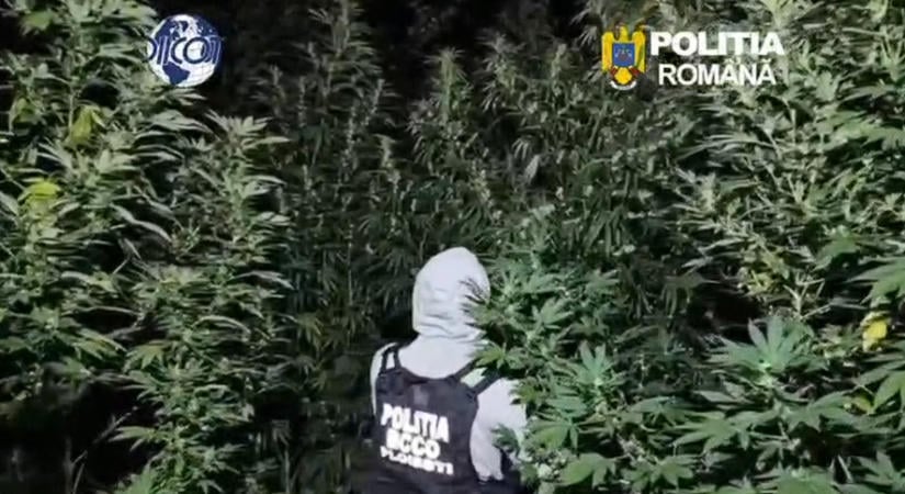 Kannabiszültetvényt számoltak fel – Jól gondozták, hatalmasra nőtt