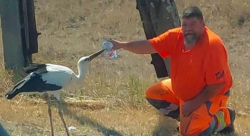 Látta? A gólyát megitató közutast keresi a móri wellnesshotel! (videó)