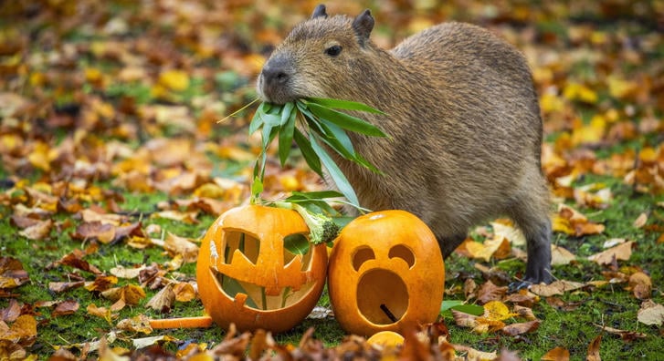 Tököt kapott Halloweenre a skót állatkert cuki sztárja, Bru