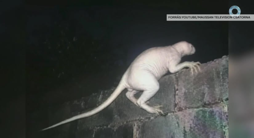 Rémisztő lényt rögzített egy mexikói vadkamera – megszólaltak a szakértők a különös videóról