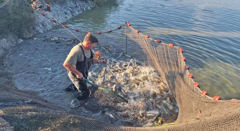 Ezer kiló ponty érkezett a Desedába, a pecásoknak nem kell várniuk