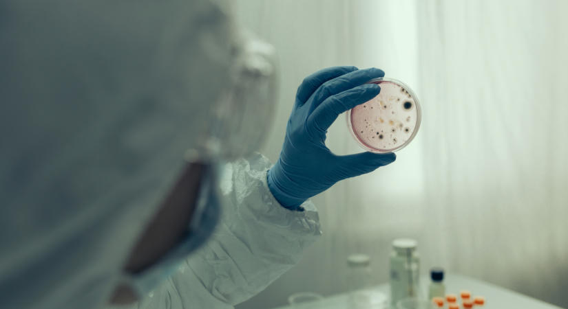 Már Brazíliában és Magyarországon is felütötte a fejét a gyógyszereknek ellenálló gomba, a Trichophyton indotineae