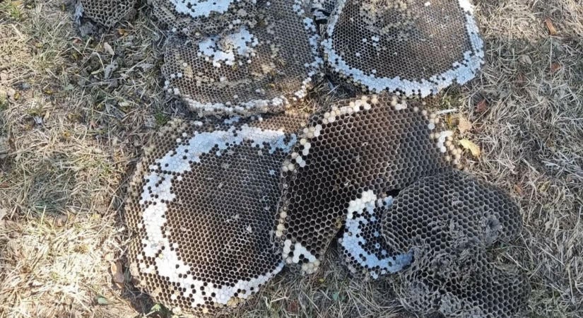 Fotókon az óriási darázsfészek, gyerekekre lesett halálos veszély a vértesi oviban