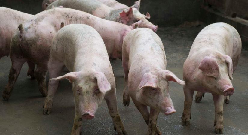 Felszámolás alá került Kósa Lajos rokonának másik két cége is