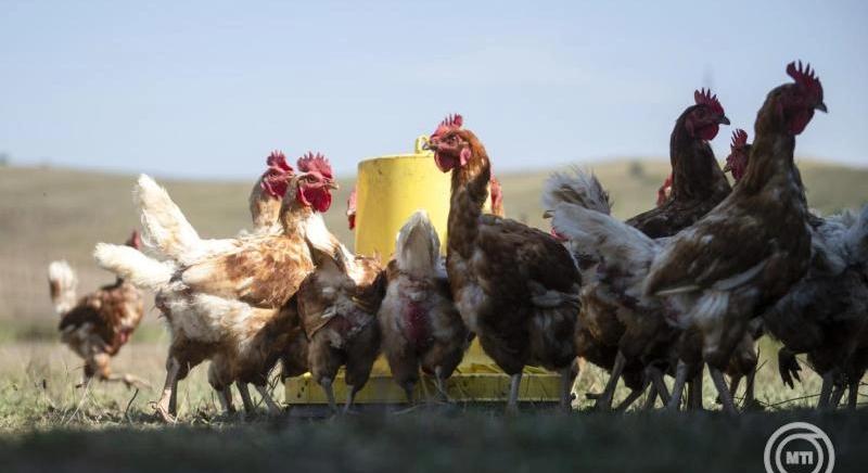 Jó termés és magasabb állattenyésztési bevételek növelték az osztrák agrárjövedelmeket 2025-ben