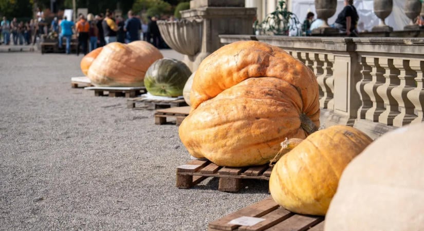 Gigantikus tökök lepték el a német várost – a győztes közel egy tonnát nyomott