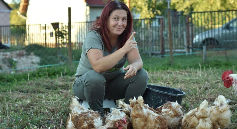 Húsz letojt tyúkkal kezdte, ma már száz szárnyas veszi körül – és még kengurukat is szeretne a zalai állattartó (galéria)