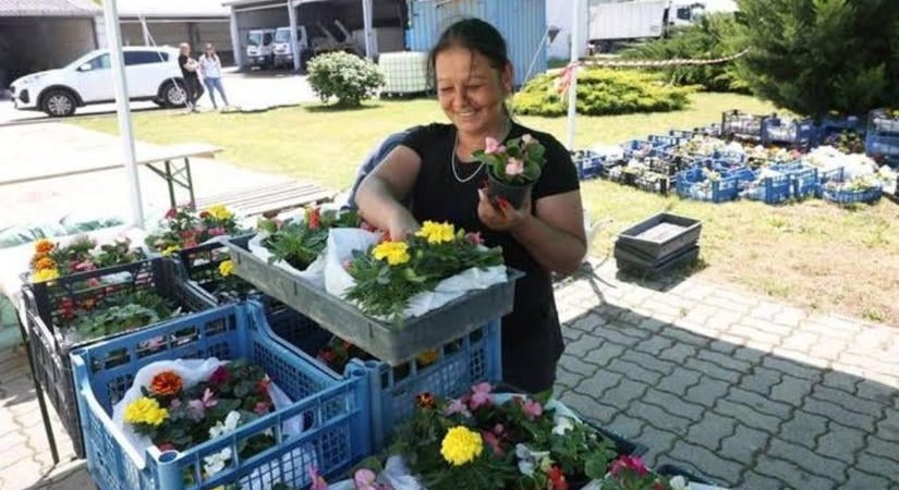 Fillérekért juthatunk árvácskához – napokon belül indul a szekszárdi virágvásár