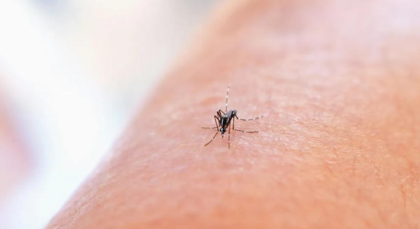 38 településen indul szúnyoggyérítés – mutatjuk, mikor és hol