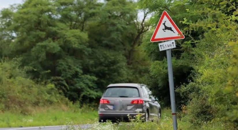 Őzet gázoltak a 63-as főúton Székesfehérvárnál