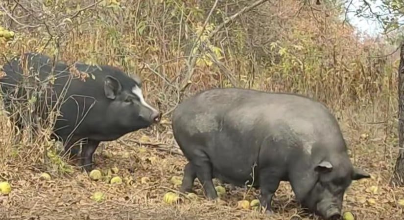 Rejtélyes disznókonda tűnt fel a Rákos-patak partján: honnan szökhettek meg?