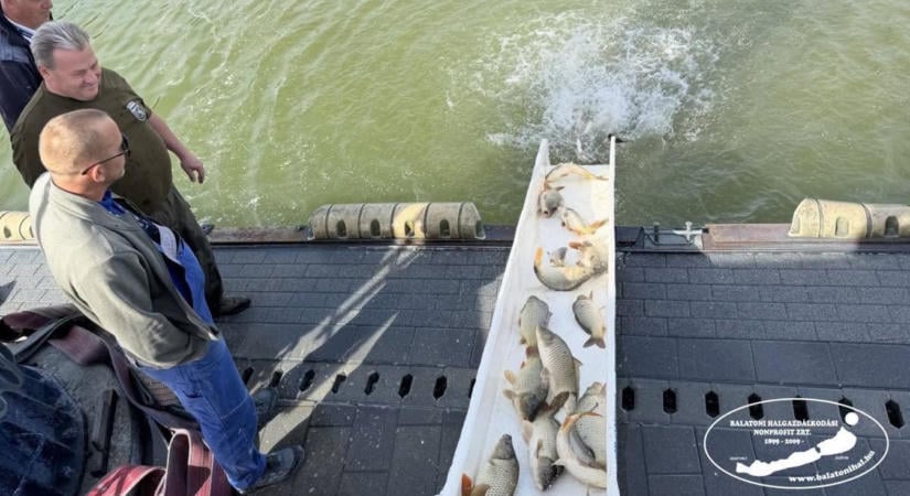 Folytatódik az őszi haltelepítés a Balatonon: 109 tonna hal került eddig a tóba