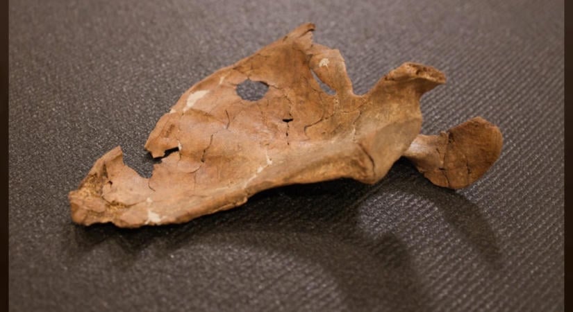 Ősi gyilkosság nyomaira bukkanhattak egy neandervölgyi maradványain