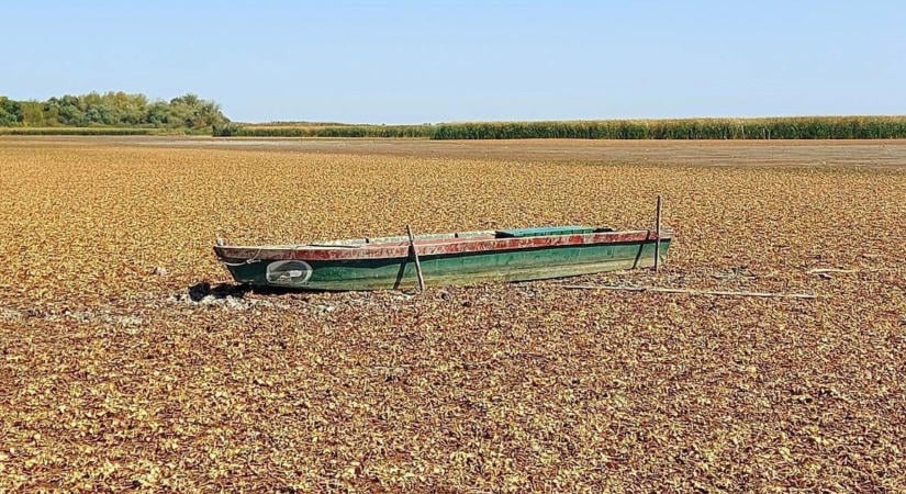Katasztrófa: odalett a Tisza tó, gyom nő a Kőrösök holtágainak medrében, víz nélkül maradtak a vízimadarak