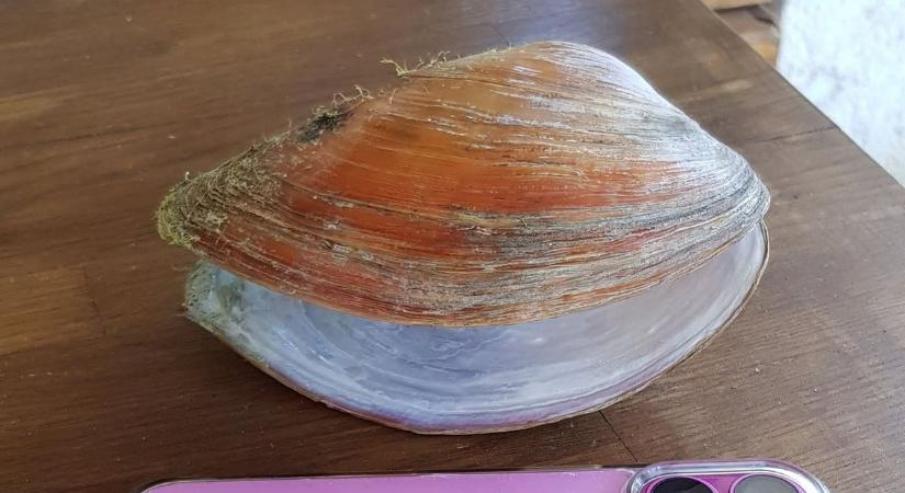 Fura lényt találtak a Balatonban – még a vitorlásokat is meglepte