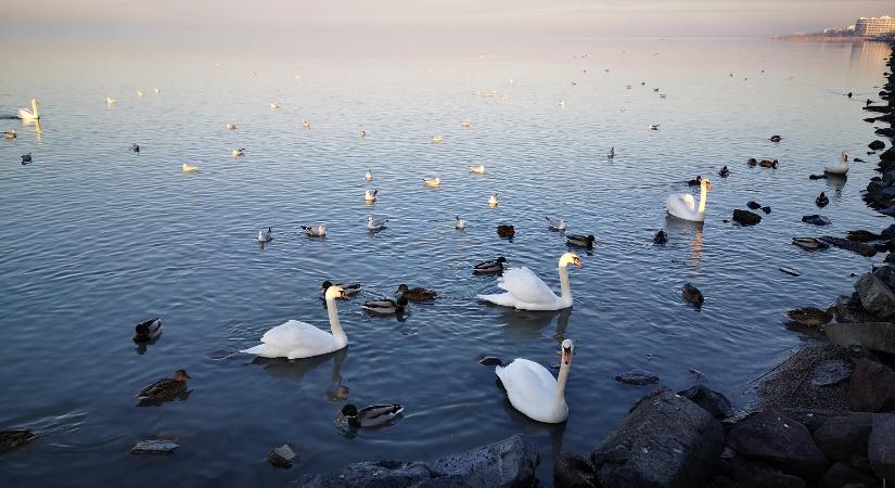 Európai Madármegfigyelő Napok 2023 – Balatonfűzfő