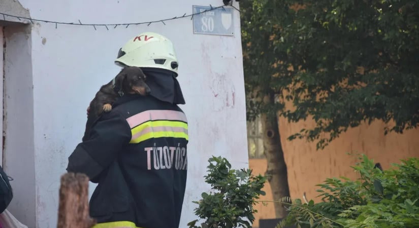 Kiskutyát mentettek az égő házból a tűzoltók Somogysárdon – videó, fotók