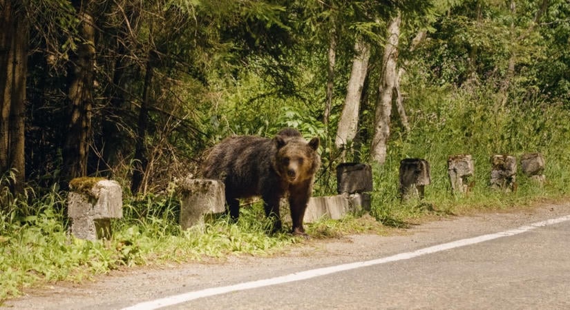 Medvét láttak Borsodban! A lakosságot és a kirándulókat is figyelmeztetik