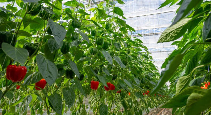 Drasztikus lépésre szánta el magát a spanyol agrártárca: így kezelik a pusztító paprikajárványt