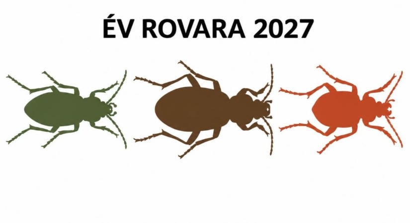 Három futóbogár versenyez: elindult a szavazás 2027-es Év rovarára