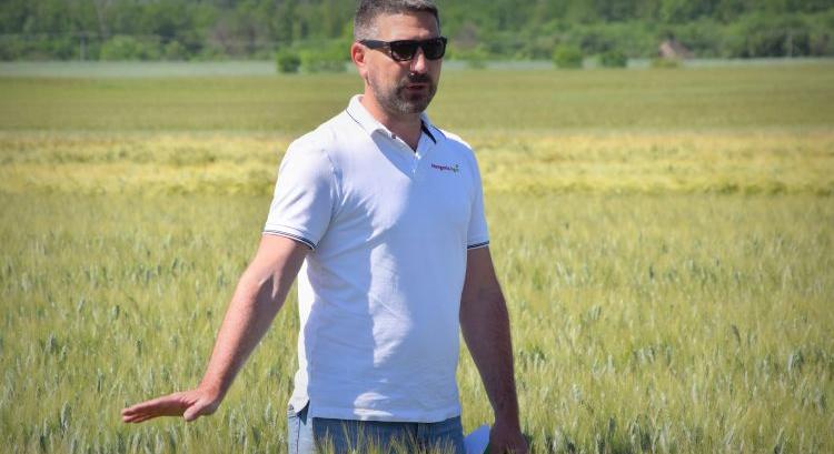 Felértékelődnek az őszi prémium kalászosok