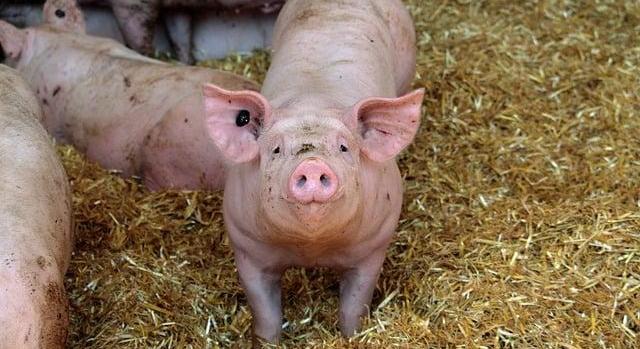 Hatékony intézkedéseket vár az agrárkamara az állattenyésztők érdekében az Európai Bizottságtól