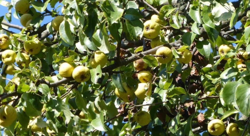 Az aszály sem fogott ki rajta: bőven terem a Mecsek elfeledett gyümölcse