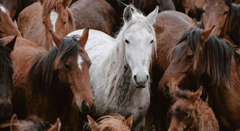 Lóban mutatták ki az újvilági csavarférget Texasban