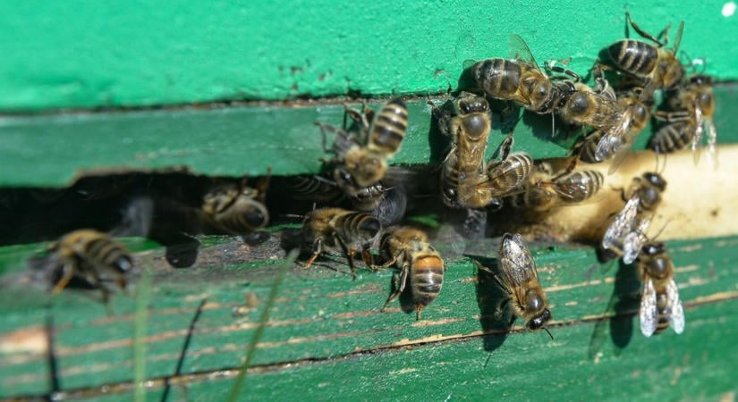 Újabb betegség ütötte fel a fejét Hevesben – már hatósági védőkörzetet kellett kialakítani