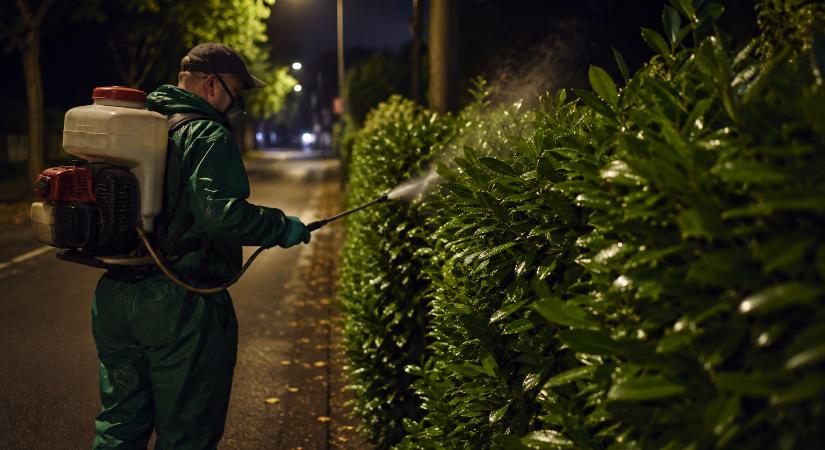 Éjszakánként lombtrágyázzák a babérmeggyeket Dorogon