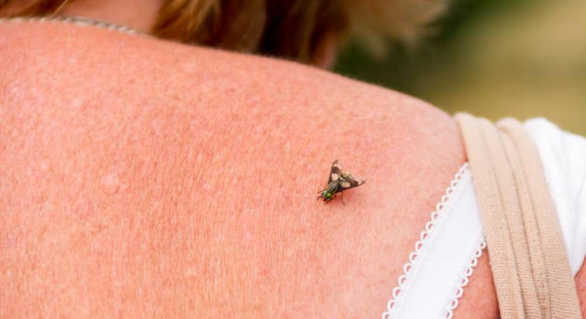 Sokkal durvább reakciót vált ki a szervezetből, mint a többi rovar: erről ismerhető fel a bögöly csípése