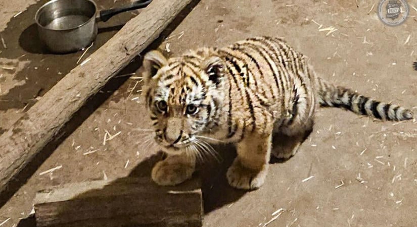 A tiszafüredi Myke Tyson nem váltott: a tigris után most egy másik egzotikus állatot találtak nála