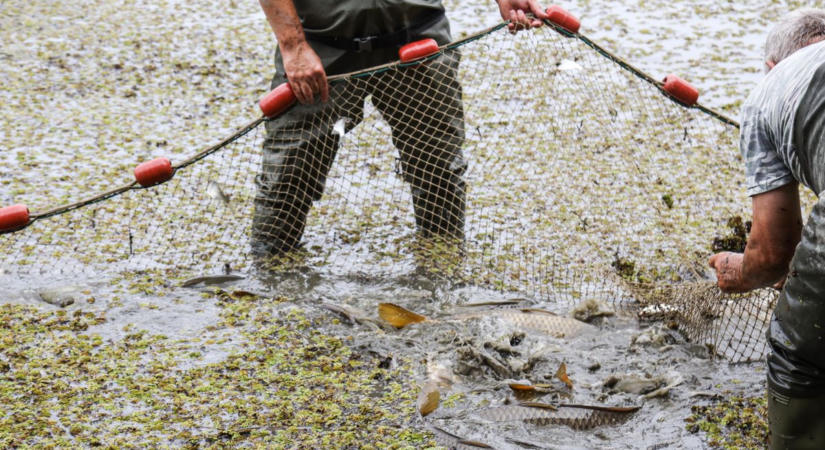 Tömeges halpipálás miatt kellett azonnali halmentést indítani a Tisza-tónál