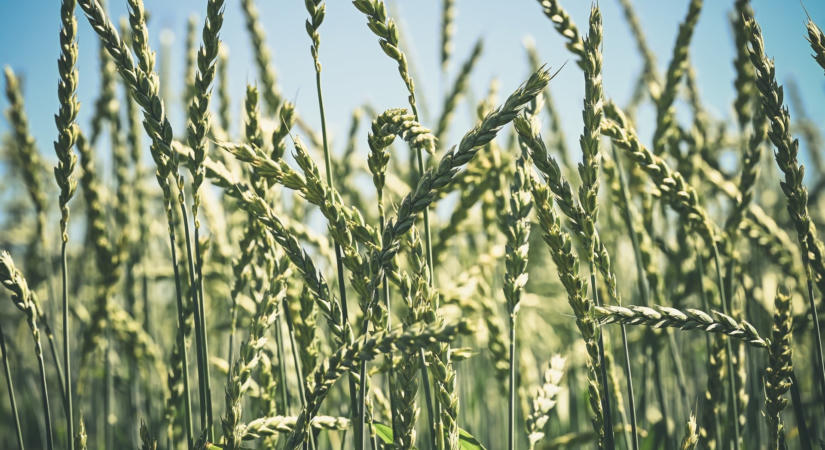 Új stratégiai megközelítést indít az agrár-élelmiszeripari innováció fellendítésére az Európai Bizottság