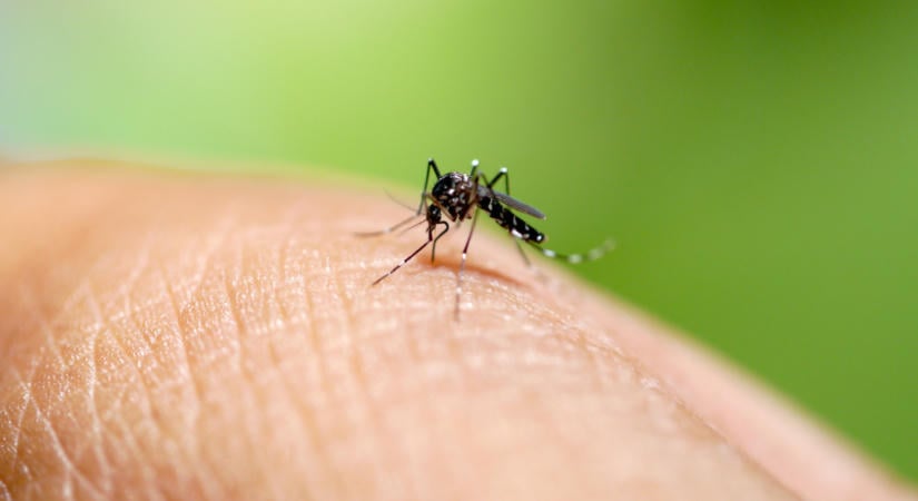 Drámai változás az ázsiai tigrisszúnyogok életterében – térkép