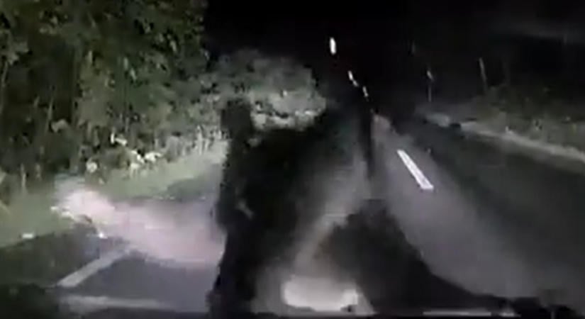 Betörte a motorháztetőt, kamerára vették a támadó barnamedvét
