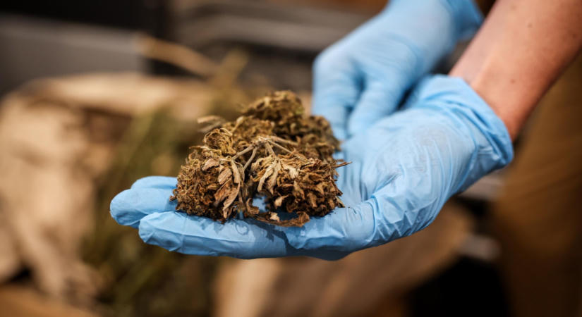 Kannabiszt termesztő őstermelő ellen emeltek vádat
