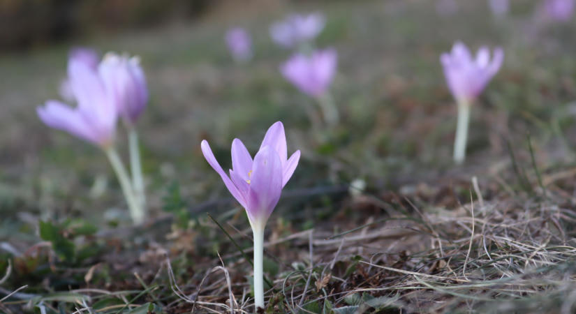 Virágba boruló ősz a Bükk-fennsíkon