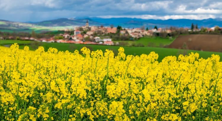 A bioüzemanyag új piacot nyithat az ausztrál gazdáknak