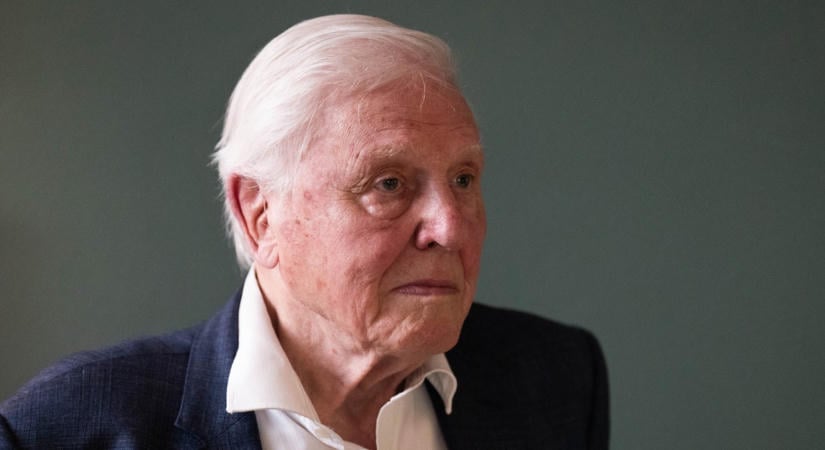 A legtöbben már pihennének a helyében, de David Attenborough 100 évesen is dolgozik: jövőre érkezik a legújabb dobása
