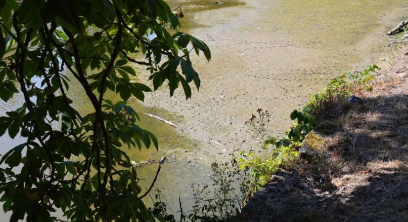 Újabb tó száradt ki Veszprém megyében, különösen fájó ponton (galéria)