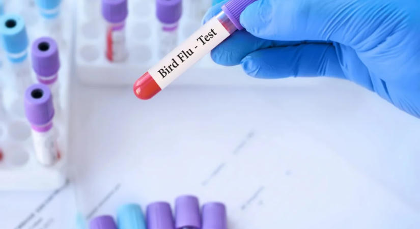 Ausztráliában az első emlősnél is kimutatták a H5N1 madárinfluenzát