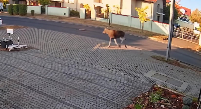 Hihetetlen vendég: jávorszarvast videóztak Debrecenben