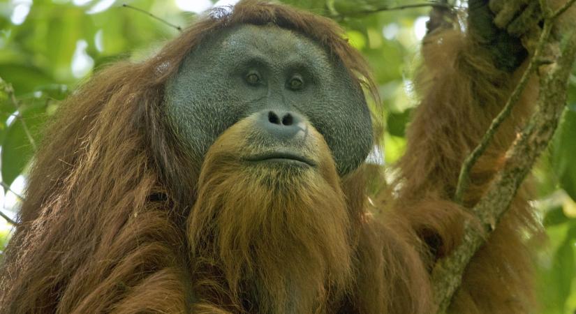 Az újonnan felfedezett orangutánfaj rövid időn belül ki is halhat