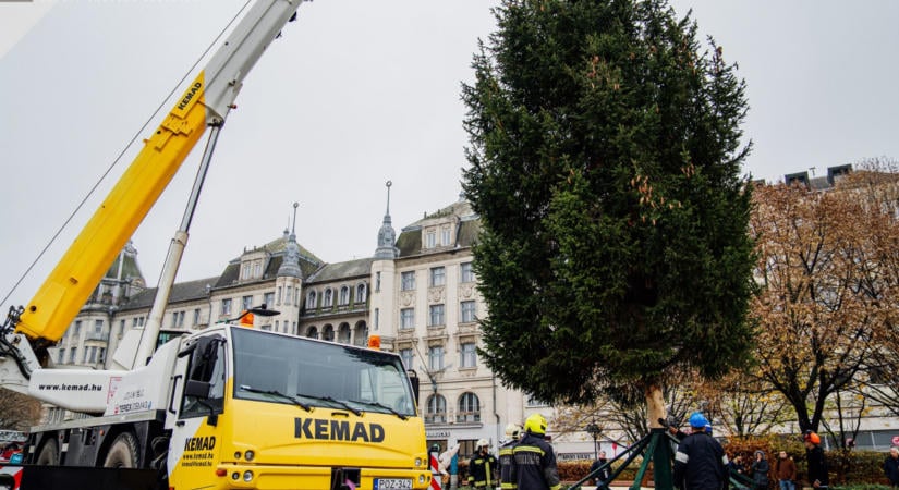 Debrecen karácsonyfája: idén is a lakosságtól várják a felajánlásokat