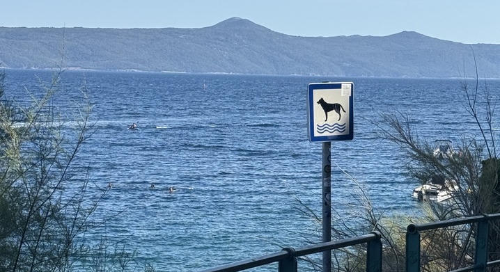 Legyen kutyás strand Balatonfüreden - petíciót indítottak a helyi lakók