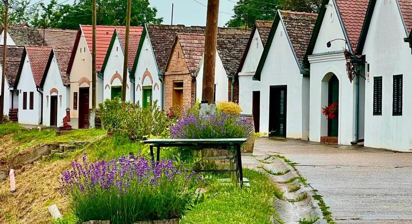 Villánykövesd pincesora – sváb örökség a Villányi borvidéken