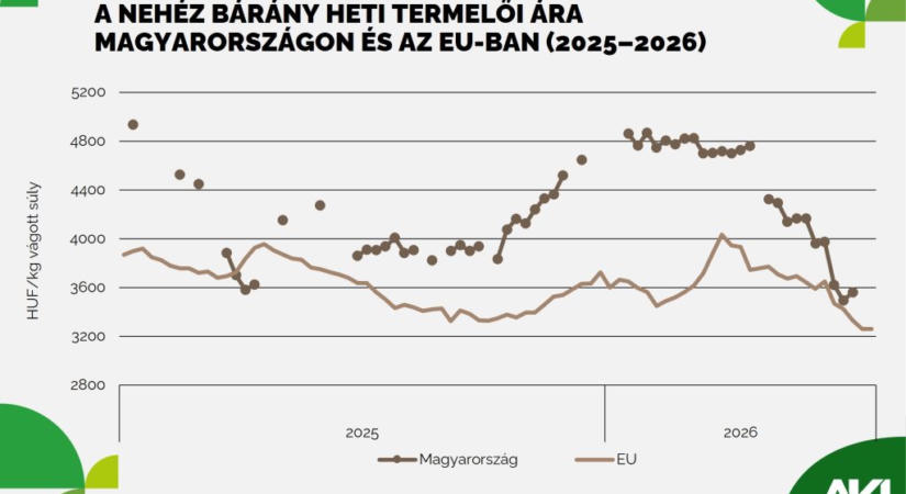 Jelentősen erősödött a hazai élőbárány-export az év első öt hónapjában