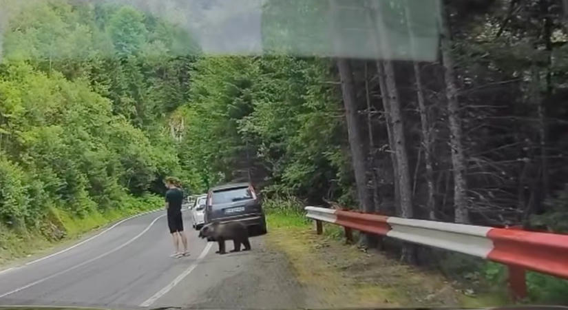 Medve szaglászott a Transzfogarason parkoló autóknál – videón az eset