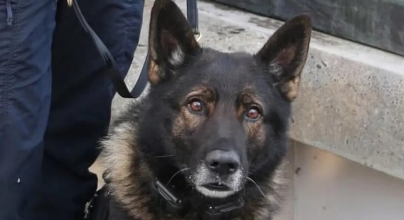 Halálosan megsebesítették a rendőrkutyát a nyugdíjazása előtti utolsó szolgálatán